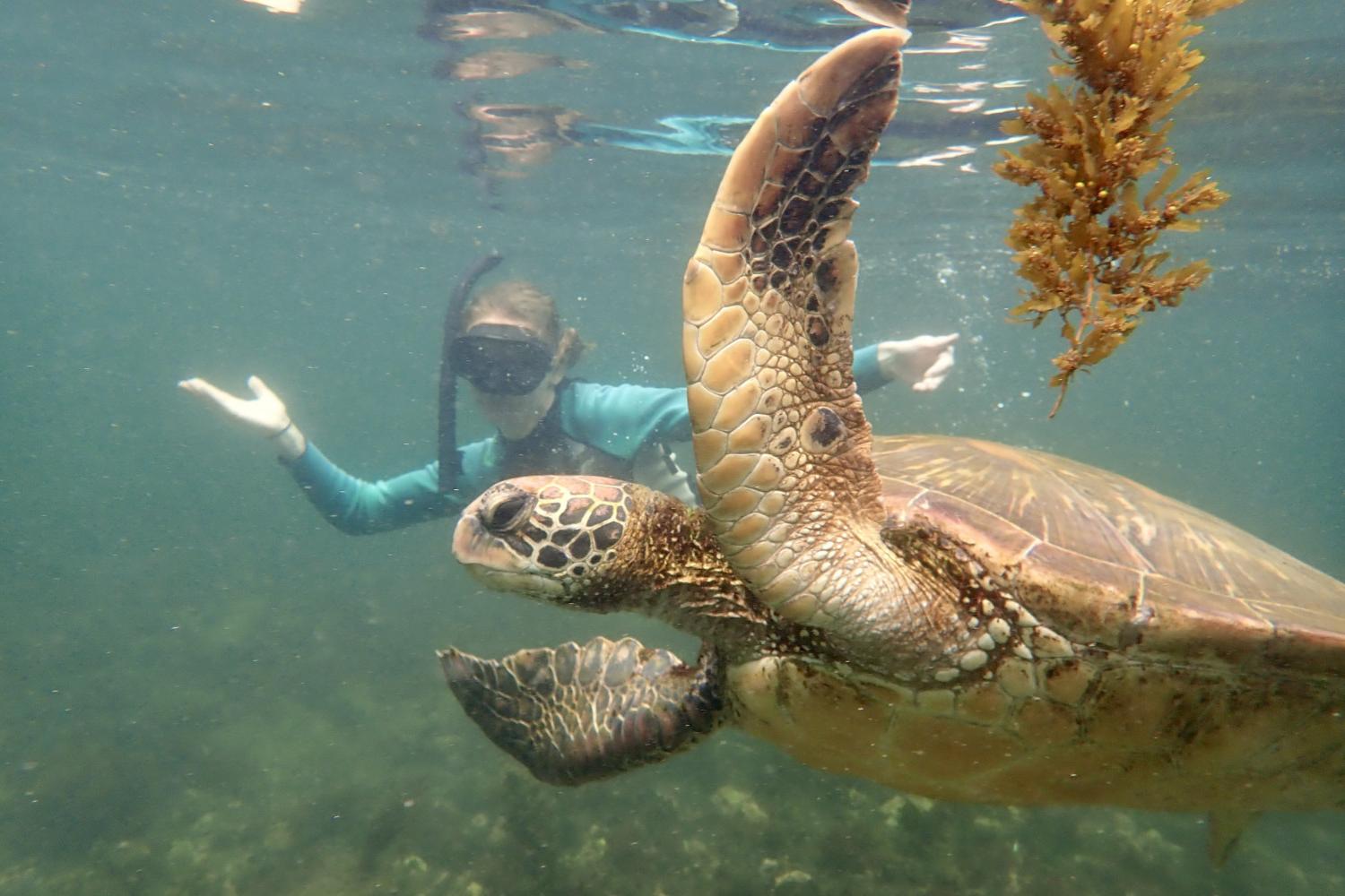 一名<a href='http://qckdu.darriamcdonald.com'>bv伟德ios下载</a>学生在Galápagos群岛游学途中与一只巨龟游泳.